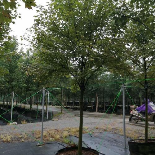 红花槭 秋塔 秋之火移植苗市政景区行道树 道路园林绿化工程苗