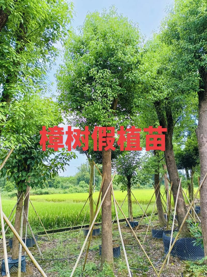 喜迎中秋庆团圆,祝各位阖家幸福安康!#园林绿化工程苗木人 #
